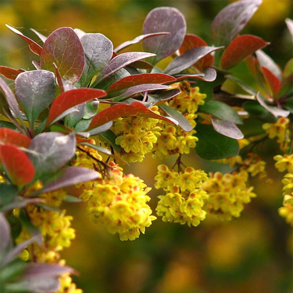 Berberis thunbergii