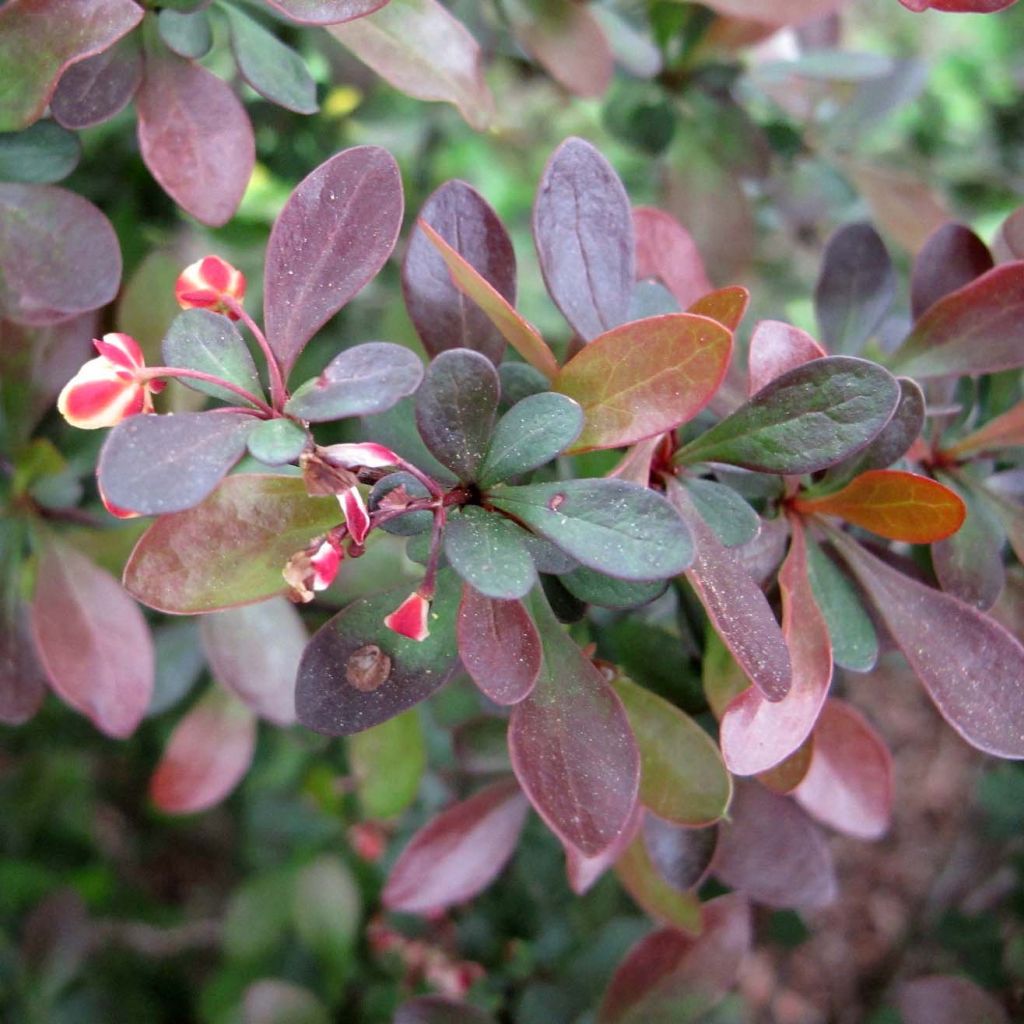 Berberis thunbergii