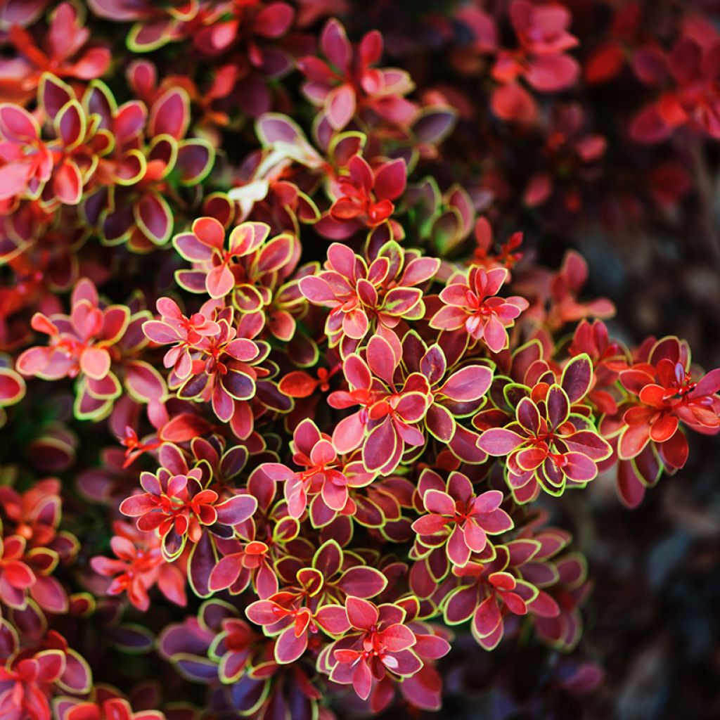 Berberis thunbergii Admiration - Crespino giapponese