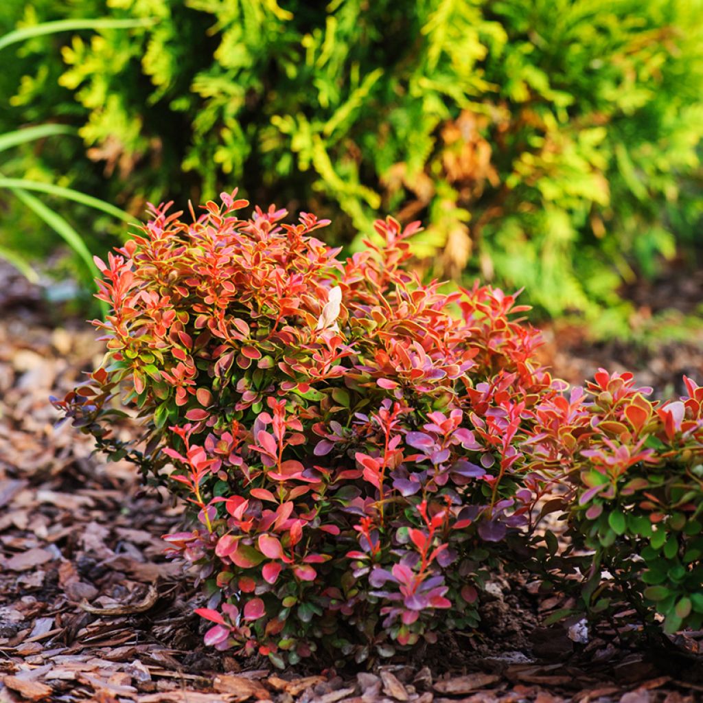 Berberis thunbergii Admiration - Crespino giapponese