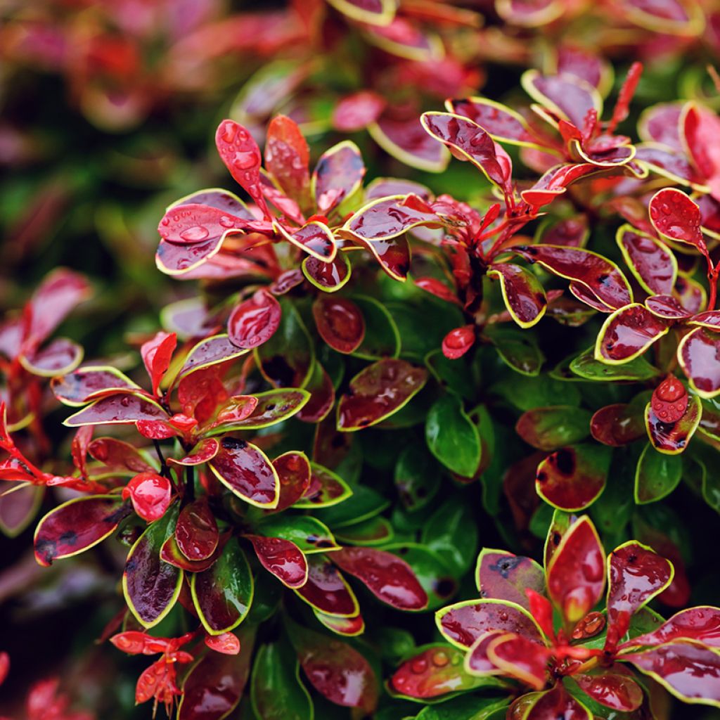 Berberis thunbergii Admiration - Crespino giapponese