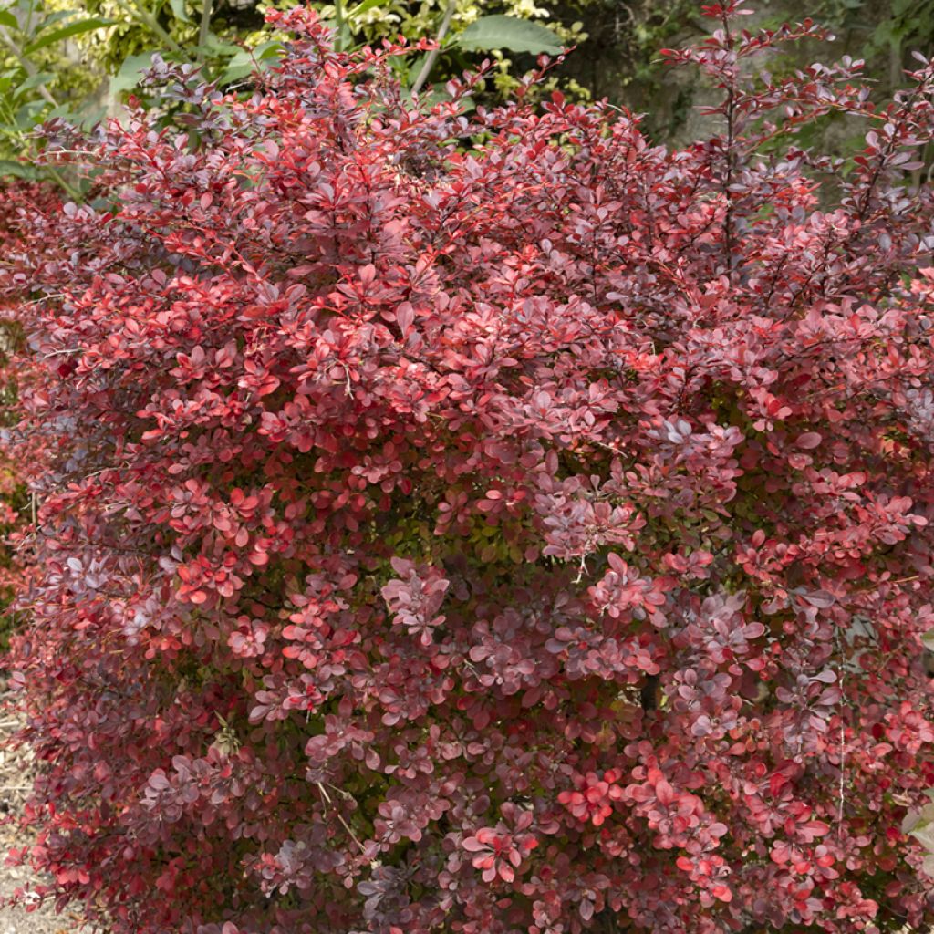 Berberis thunbergii Atropurpurea - Crespino Porpora Giapponese