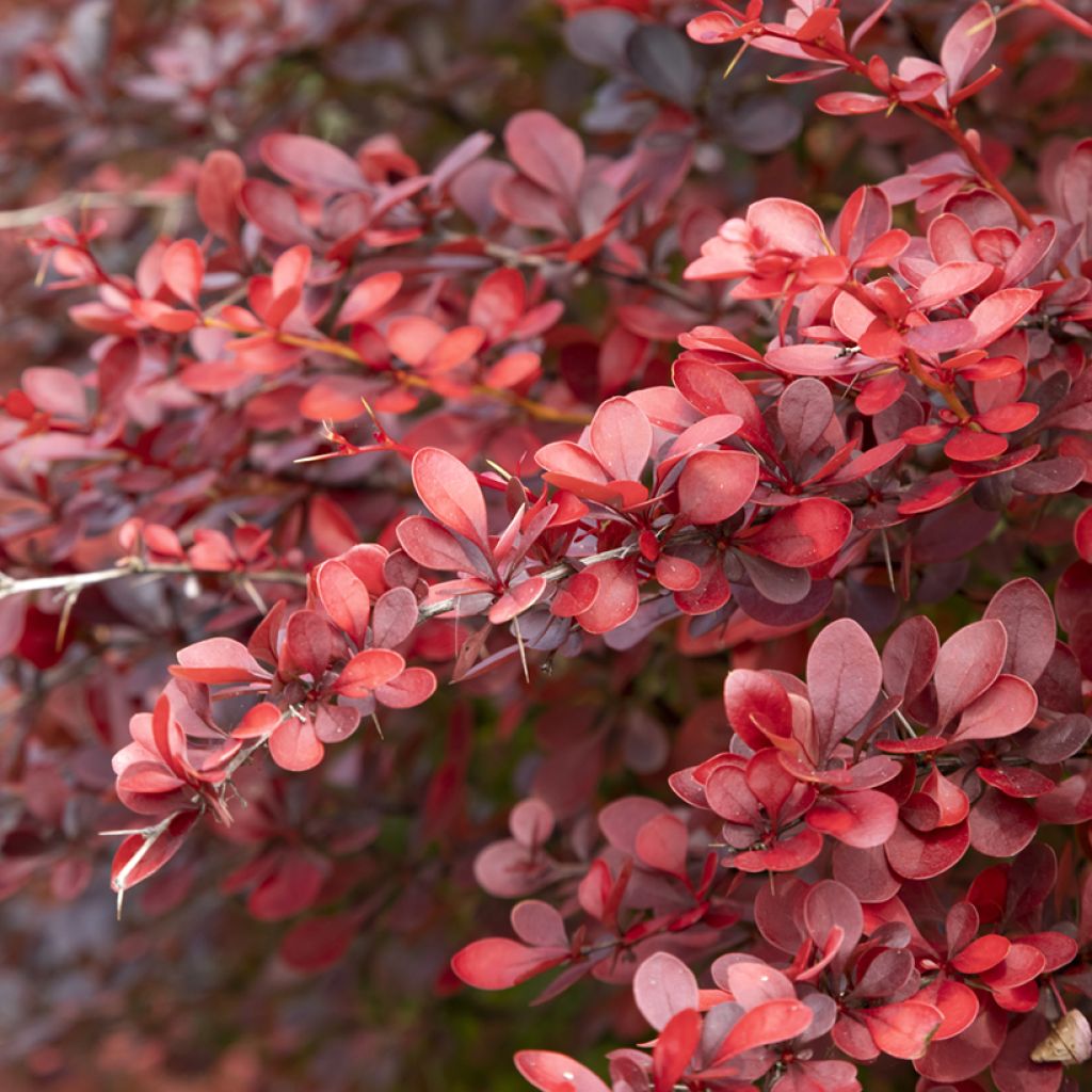 Berberis thunbergii Atropurpurea - Crespino Porpora Giapponese