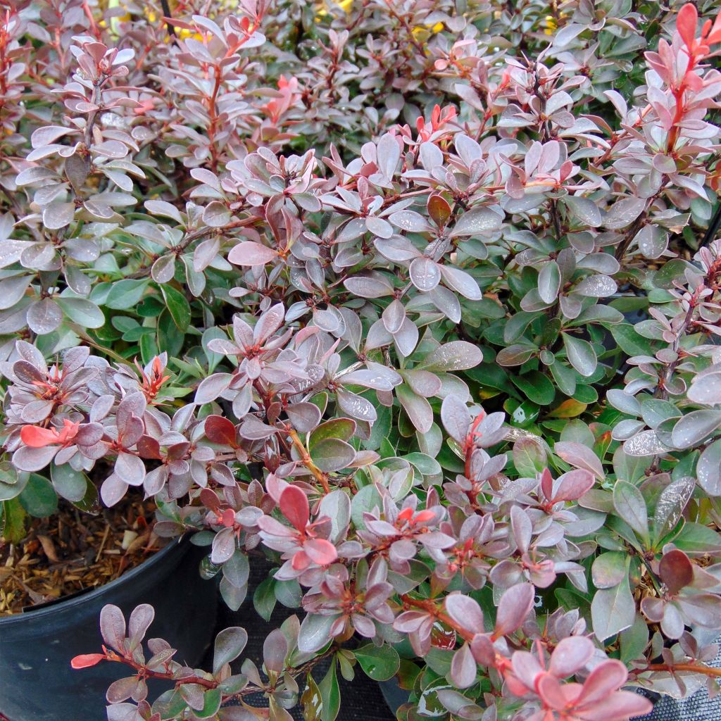 Berberis thunbergii Atropurpurea Nana - Crespino Porpora Giapponese Nano