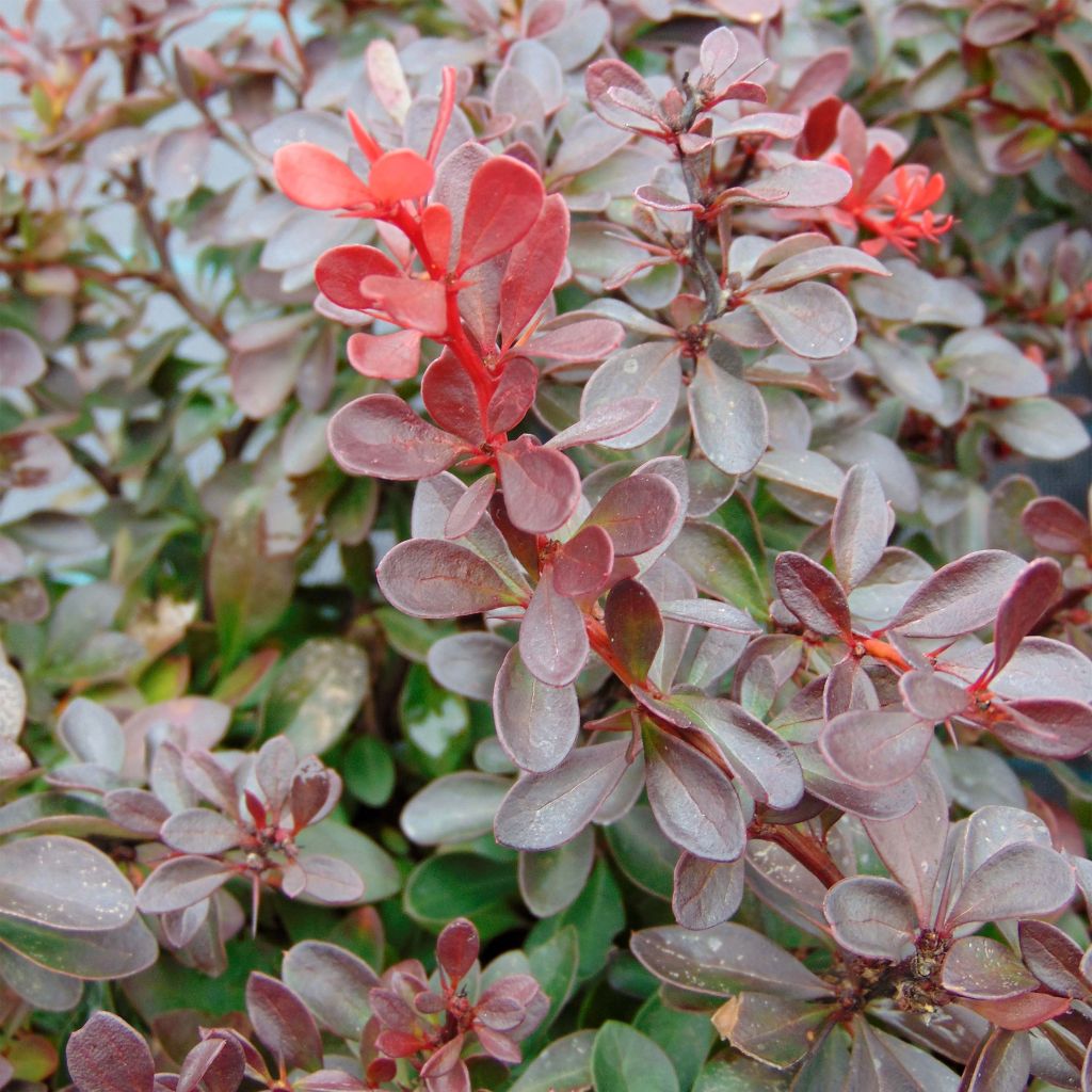 Berberis thunbergii Atropurpurea Nana - Crespino Porpora Giapponese Nano