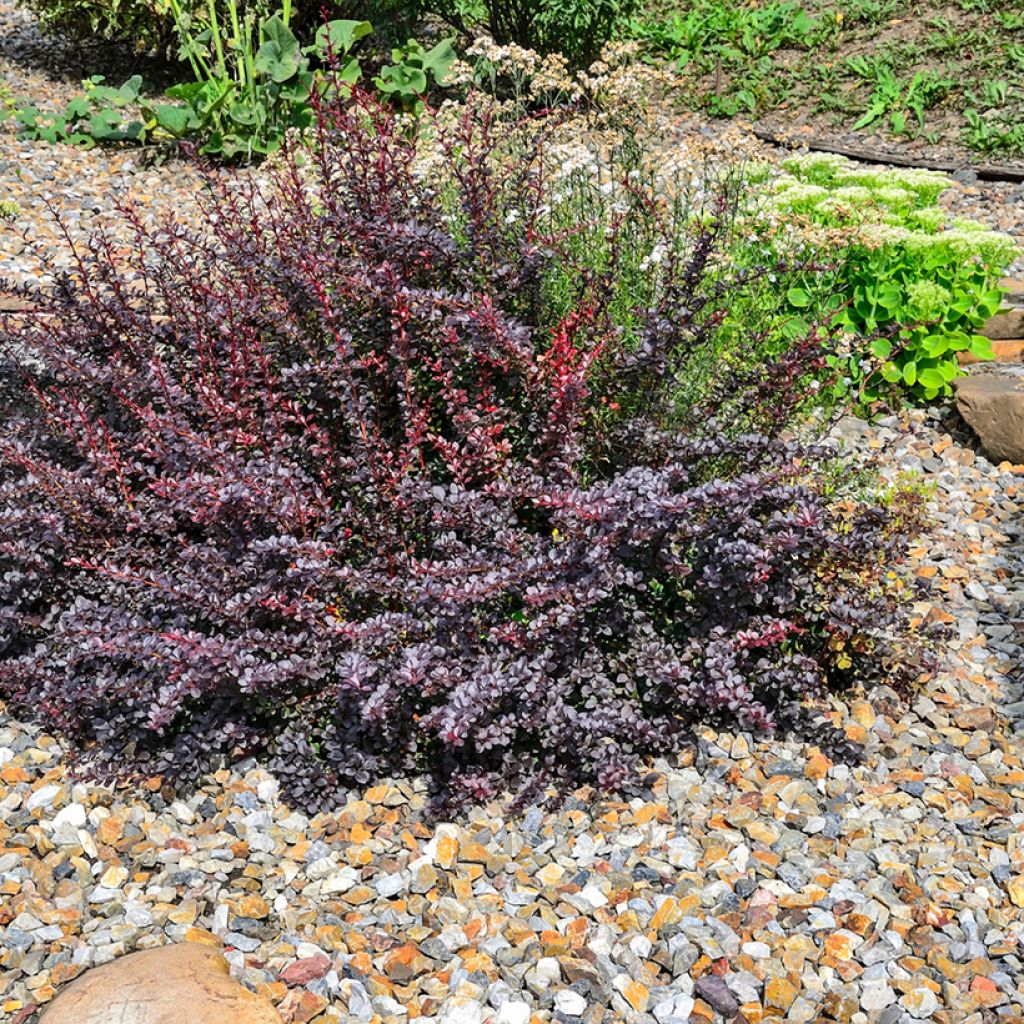 Berberis thunbergii Atropurpurea Nana - Crespino Porpora Giapponese Nano