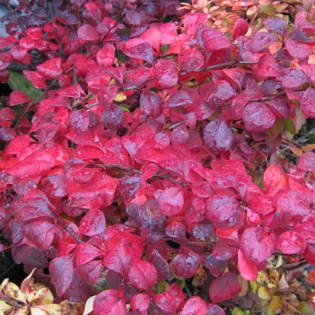 Berberis thunbergii Atropurpurea - Crespino Porpora Giapponese