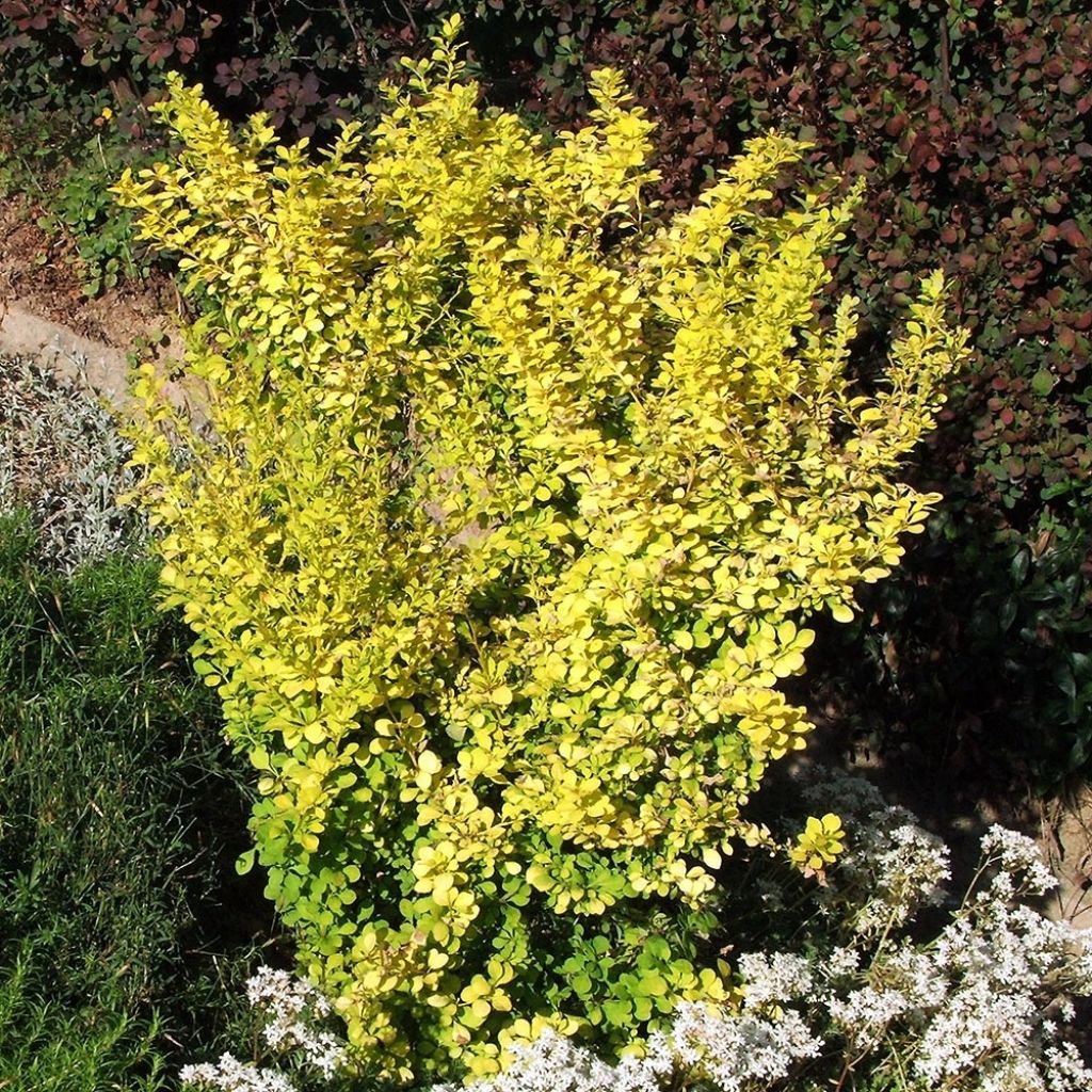 Berberis thunbergii Aurea - Crespino giapponese