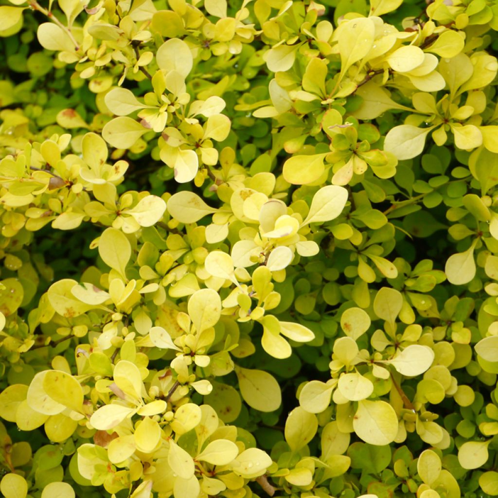 Berberis thunbergii Aurea - Crespino giapponese