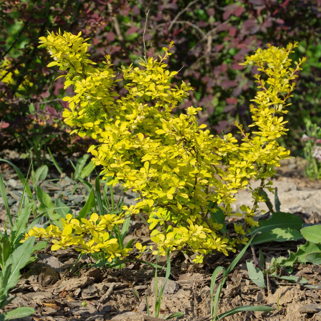 Berberis thunbergii Aurea - Crespino giapponese