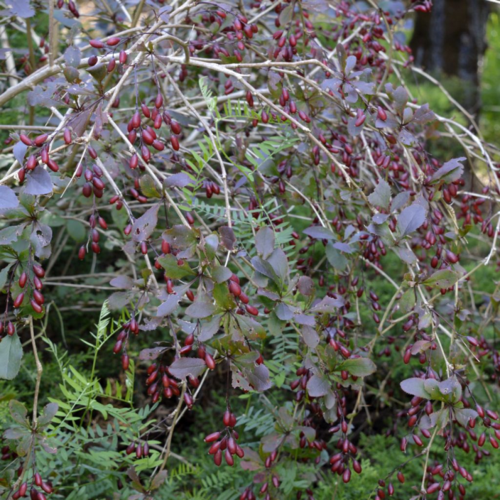 Berberis thunbergii Dart's Red Lady - Crespino giapponese