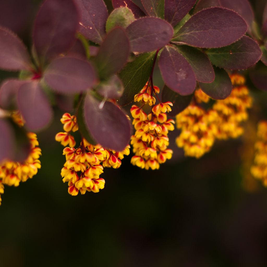 Berberis thunbergii