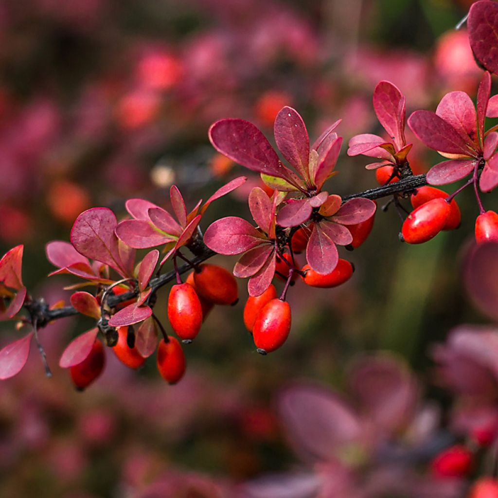 Berberis thunbergii