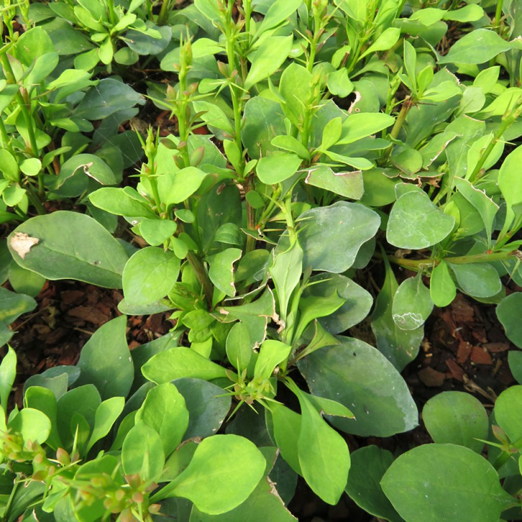 Berberis thunbergii Erecta - Crespino giapponese