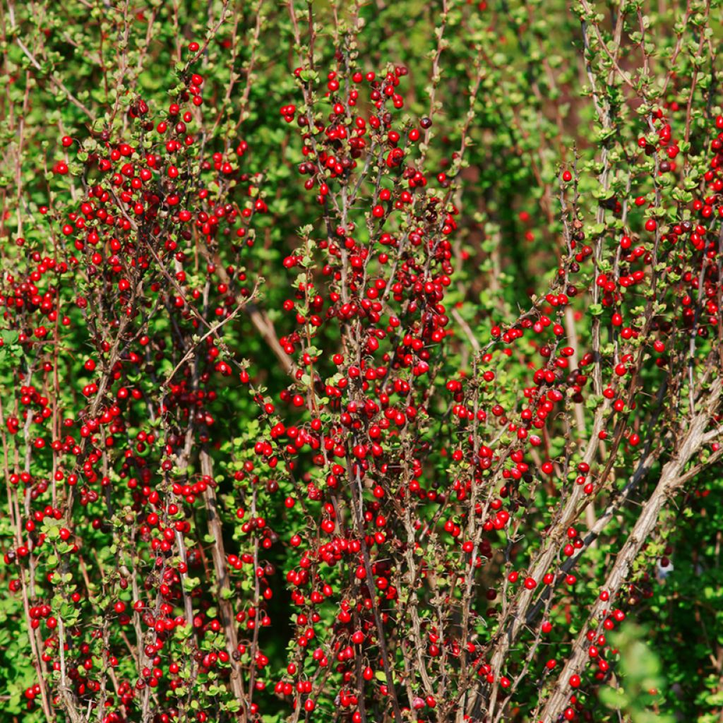 Berberis thunbergii Erecta - Crespino giapponese