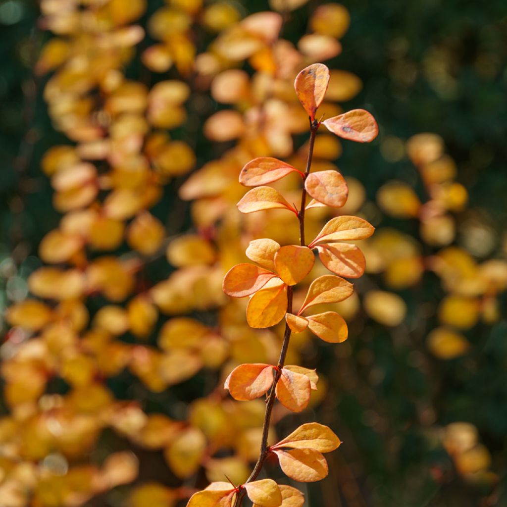 Berberis thunbergii Erecta - Crespino giapponese