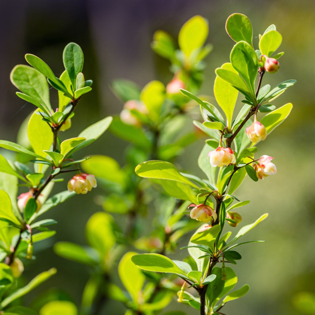 Berberis thunbergii Erecta - Crespino giapponese