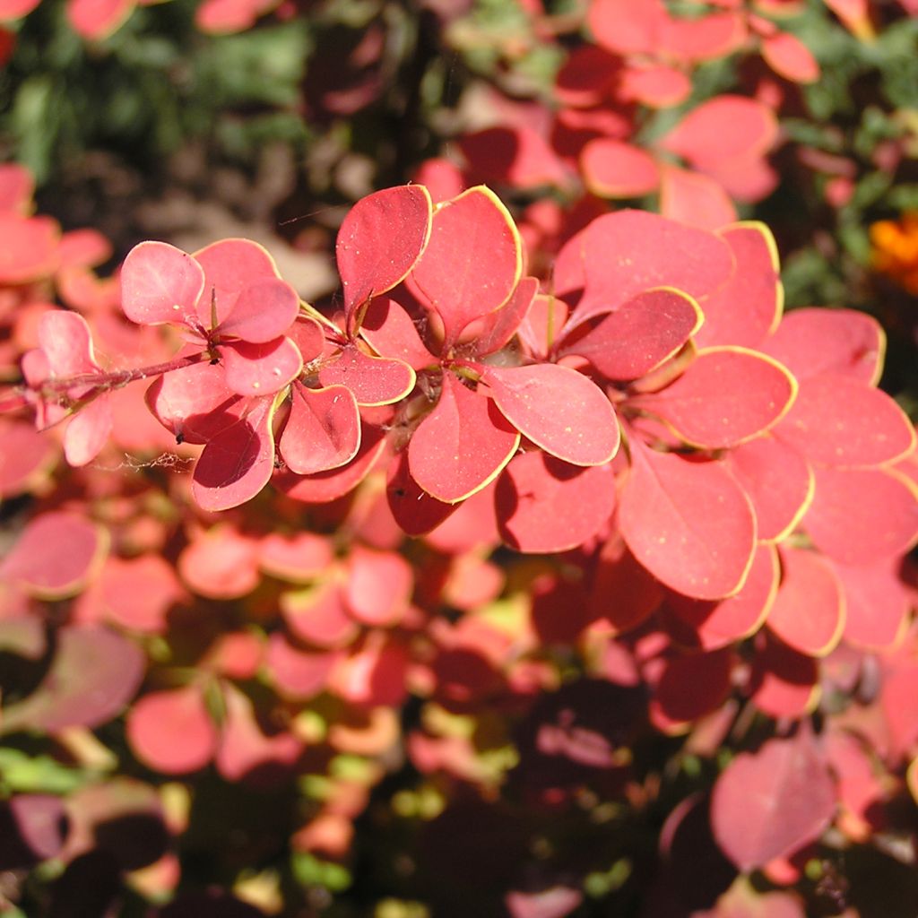 Berberis thunbergii Fireball - Crespino giapponese