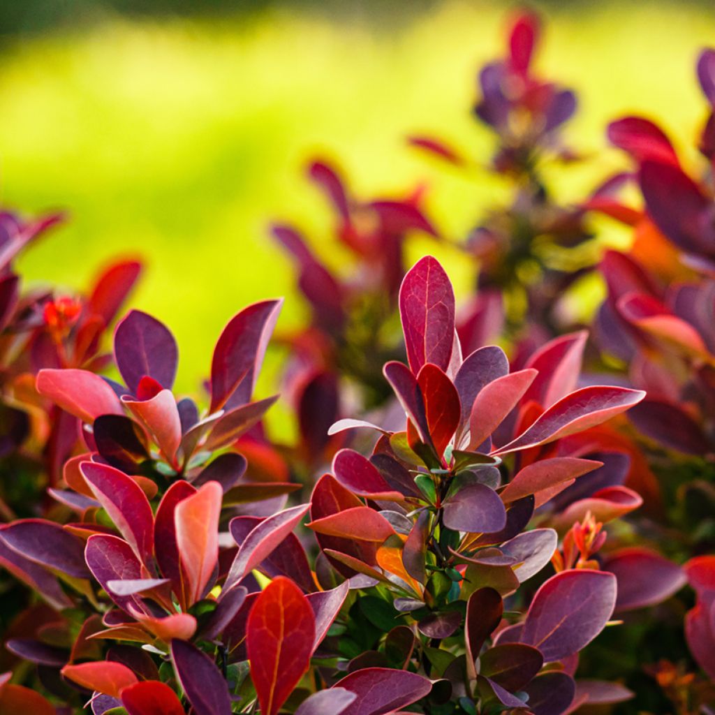 Berberis thunbergii Fireball - Crespino giapponese