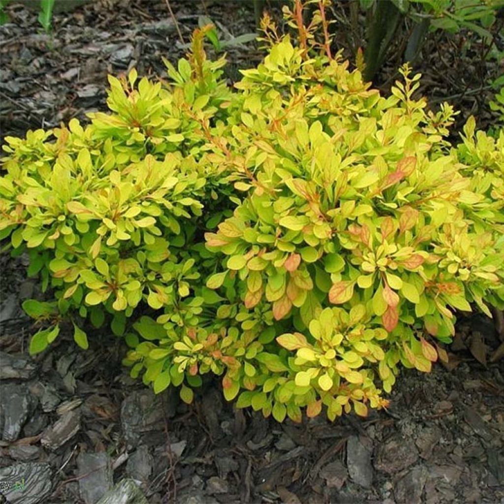 Berberis thunbergii Golden Carpet - Crespino giapponese