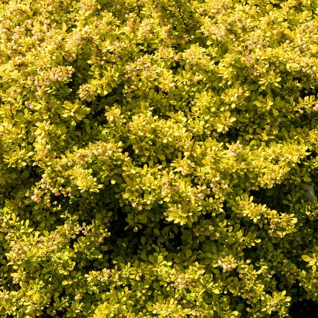 Berberis thunbergii Golden Carpet - Crespino giapponese