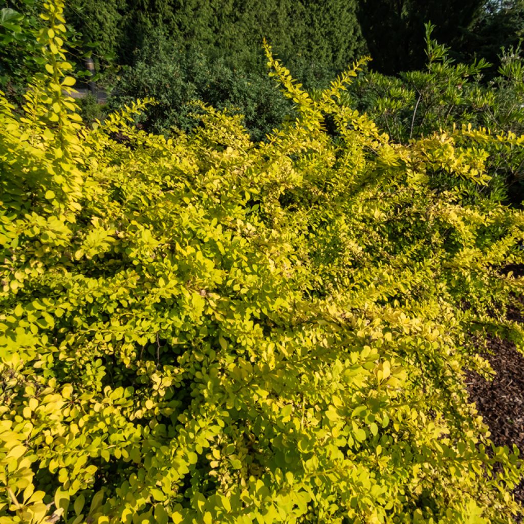 Berberis thunbergii Golden Carpet - Crespino giapponese