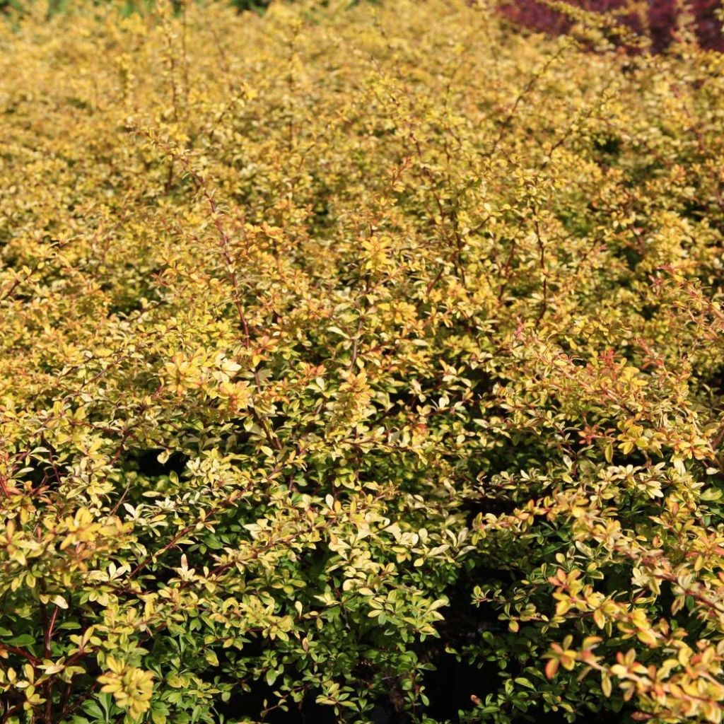 Berberis thunbergii Golden Dream - Crespino giapponese