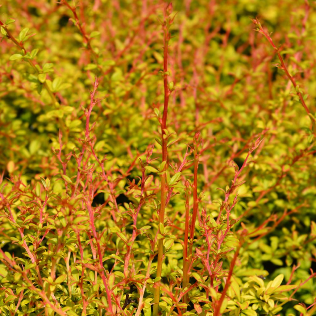 Berberis thunbergii Golden Dream - Crespino giapponese