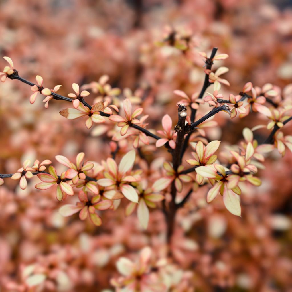 Berberis thunbergii Golden Dream - Crespino giapponese