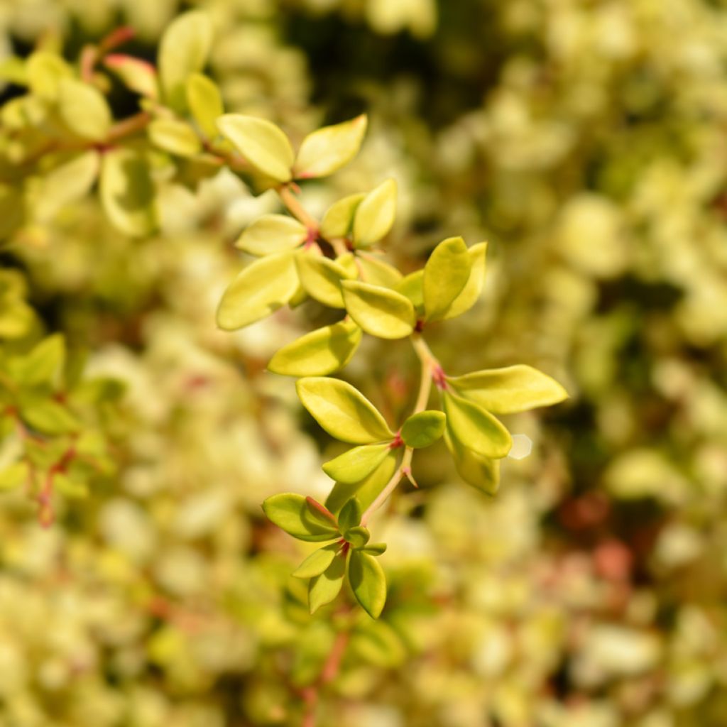 Berberis thunbergii Golden Dream - Crespino giapponese