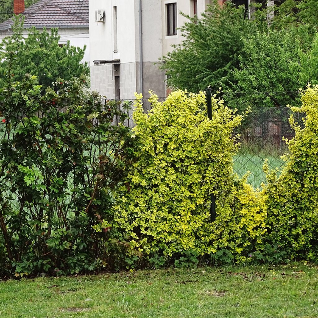 Berberis thunbergii Golden Dream - Crespino giapponese