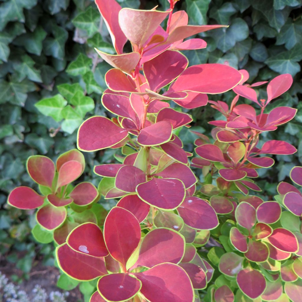 Berberis thunbergii Golden Ring - Crespino giapponese