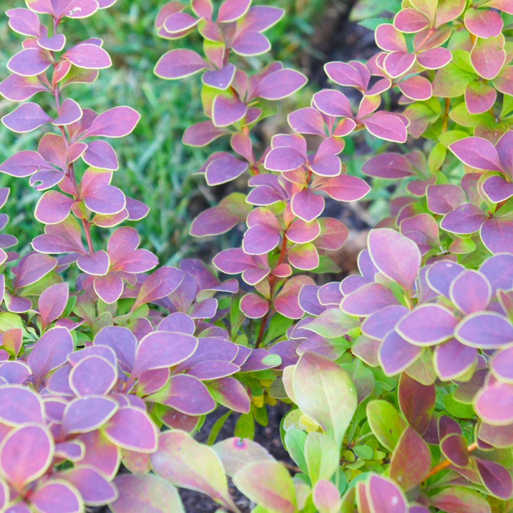 Berberis thunbergii Golden Ring - Crespino giapponese