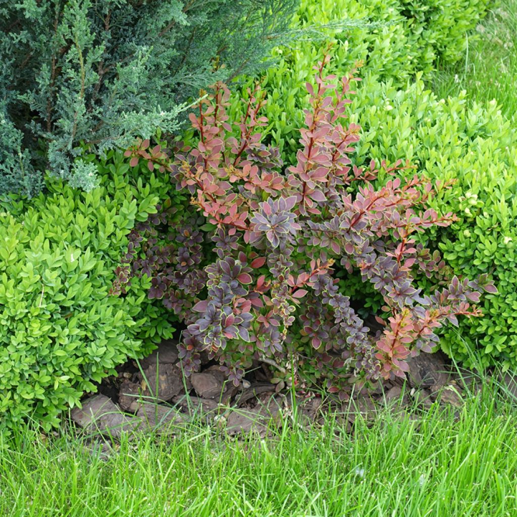 Berberis thunbergii Golden Ring - Crespino giapponese