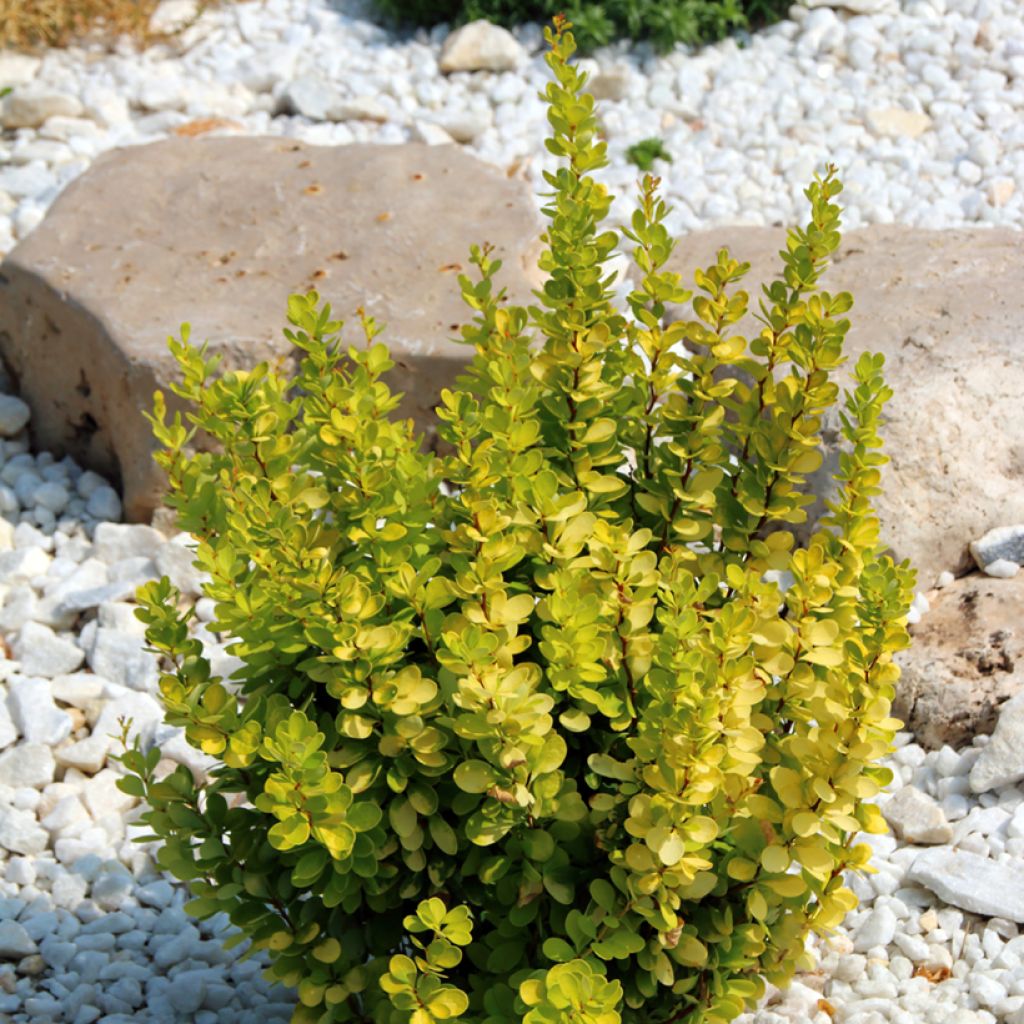 Berberis thunbergii Golden Rocket - Crespino giapponese