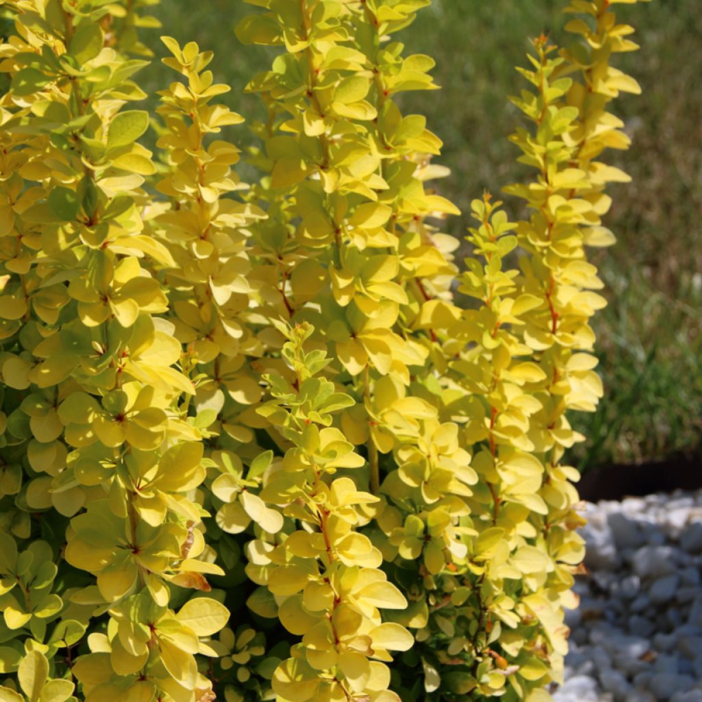 Berberis thunbergii Golden Rocket - Crespino giapponese