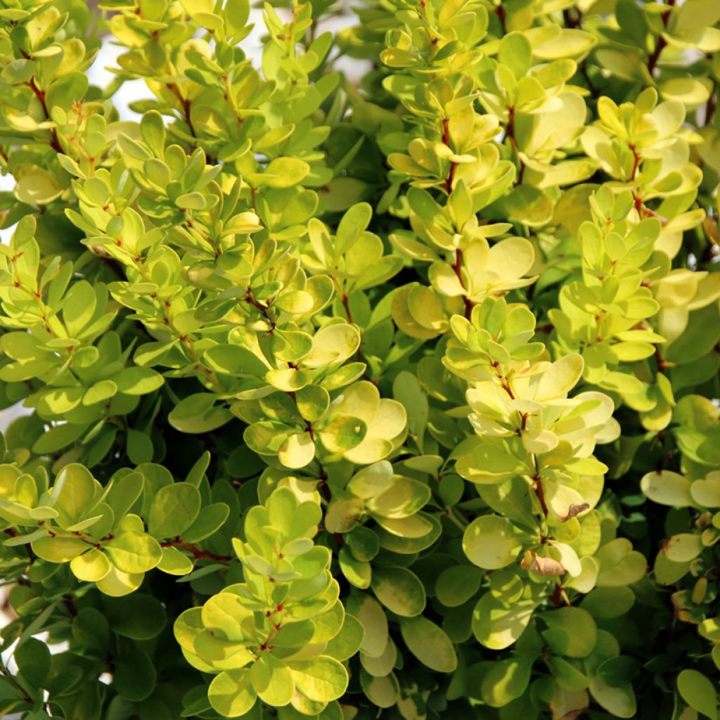 Berberis thunbergii Golden Rocket - Crespino giapponese