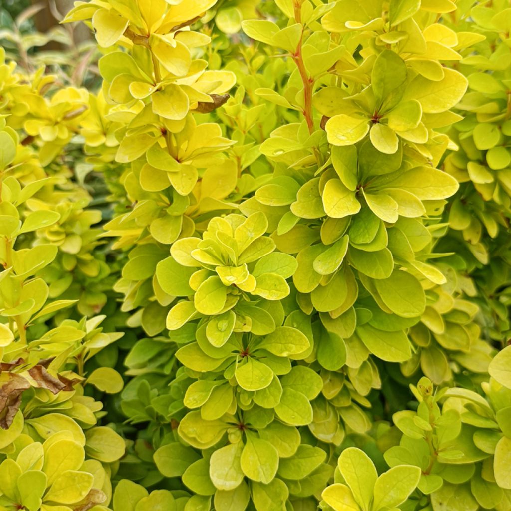 Berberis thunbergii Golden Rocket - Crespino giapponese