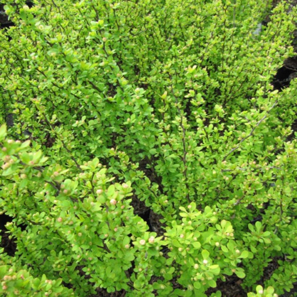 Berberis thunbergii Golden Rocket - Crespino giapponese