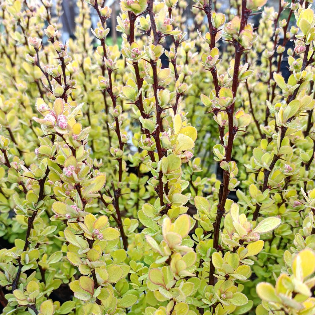 Berberis thunbergii Golden Rocket - Crespino giapponese