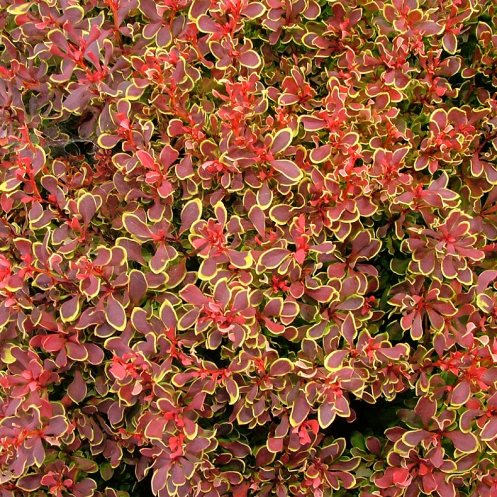 Berberis thunbergii Golden Ruby - Crespino giapponese