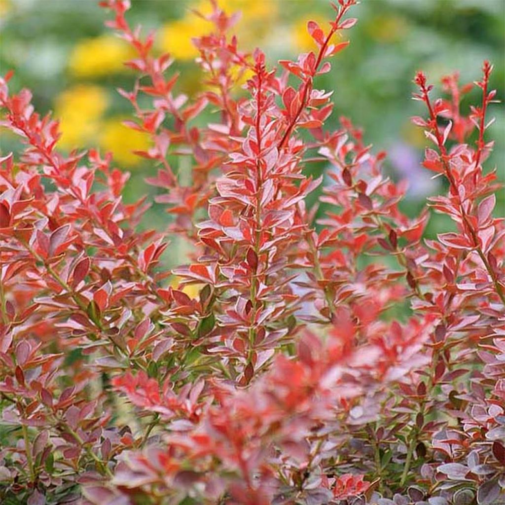 Berberis thunbergii Green Carpet - Crespino giapponese