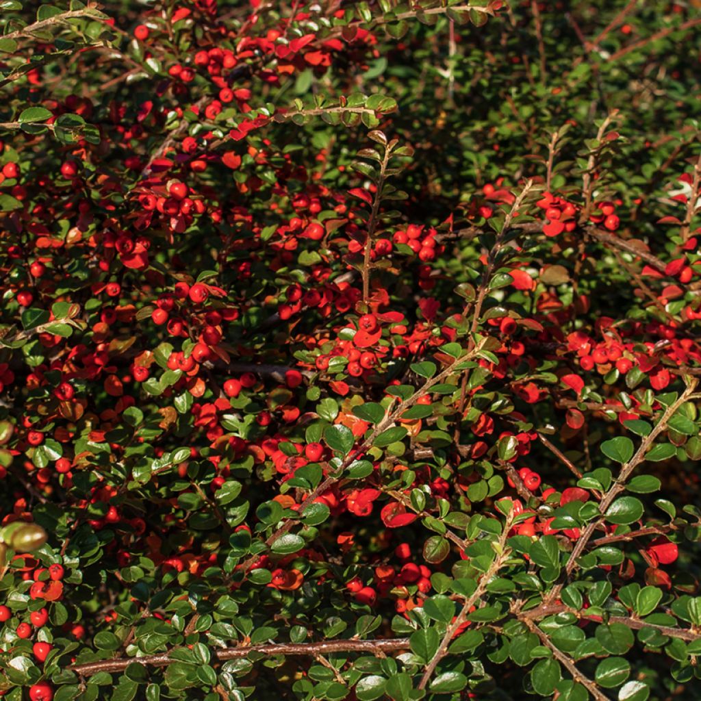 Berberis thunbergii Green Carpet - Crespino giapponese