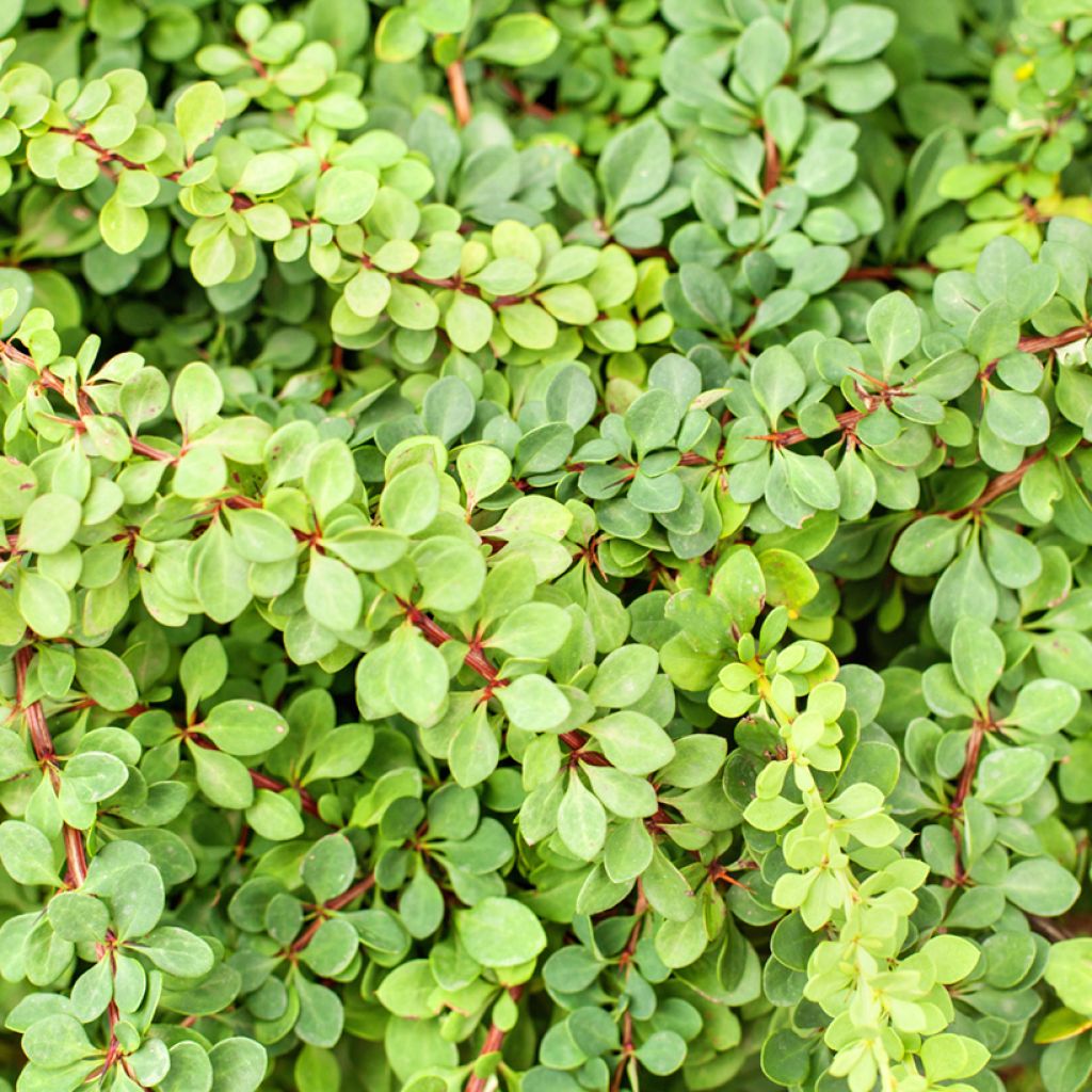 Berberis thunbergii Green Carpet - Crespino giapponese