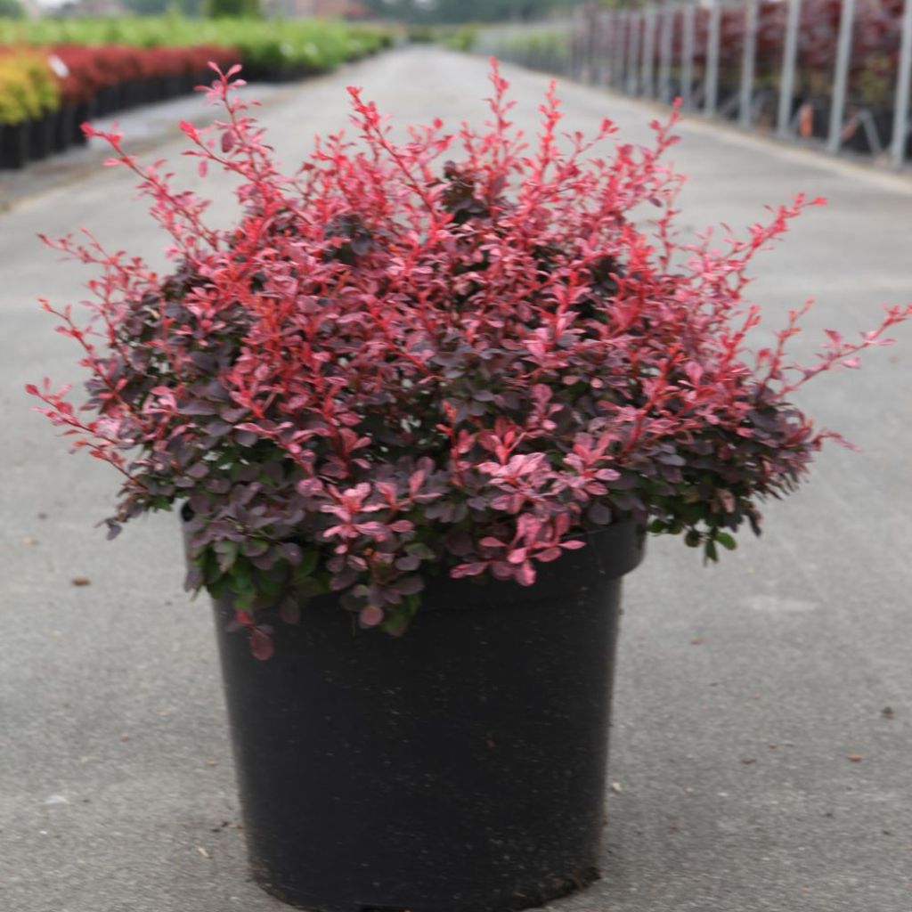 Berberis thunbergii Inspiration - Crespino giapponese