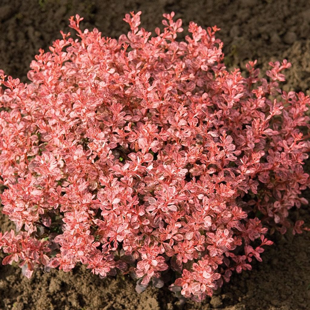 Berberis thunbergii Inspiration - Crespino giapponese