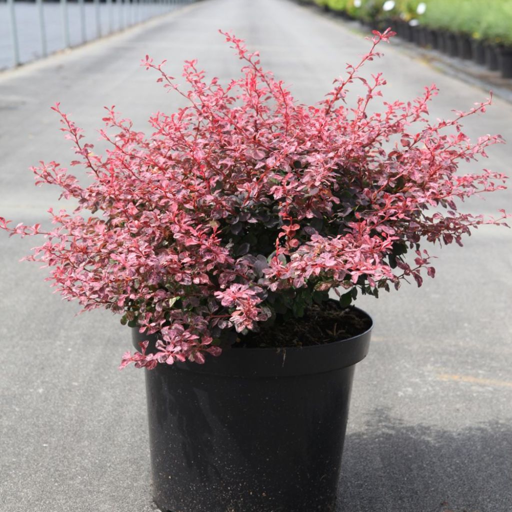 Berberis thunbergii Inspiration - Crespino giapponese