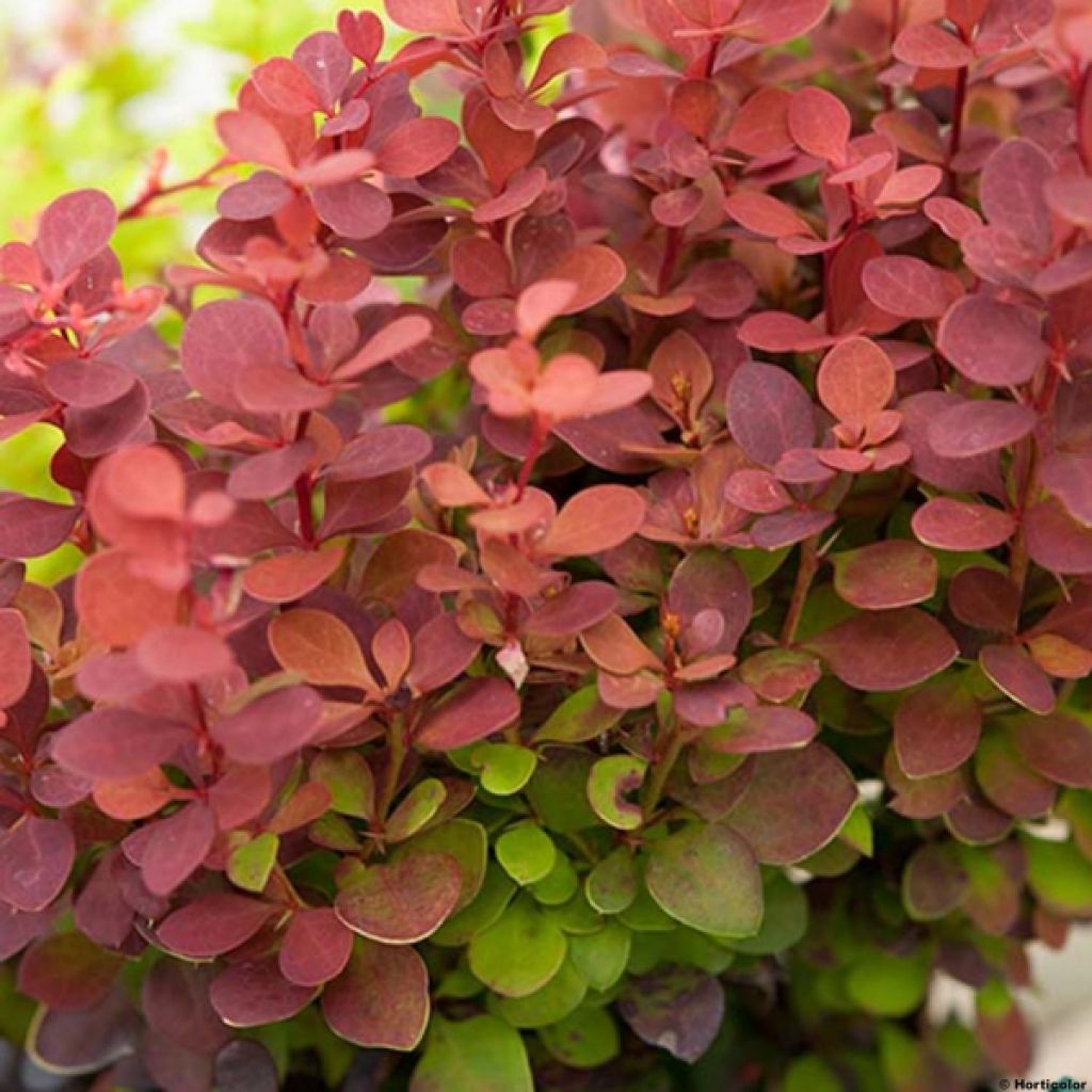 Berberis thunbergii Orange Rocket - Crespino giapponese