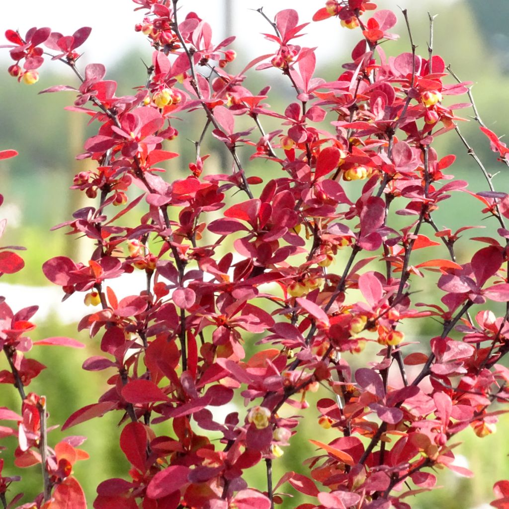 Berberis thunbergii Orange Rocket - Crespino giapponese