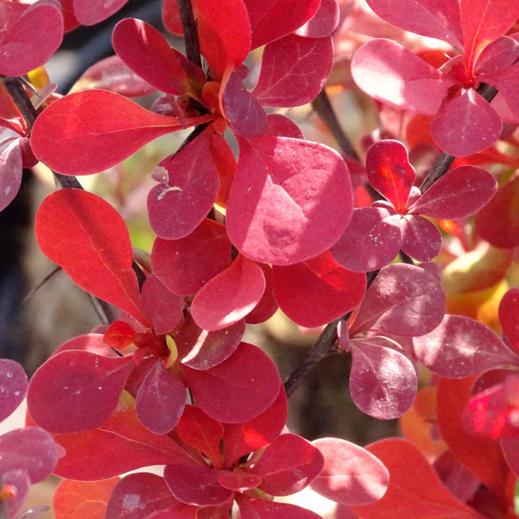 Berberis thunbergii Orange Rocket - Crespino giapponese